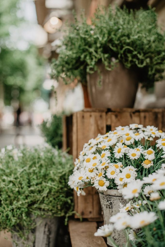 A vibrant outdoor market scene featuring pots of fresh daisies and herbs for sale.