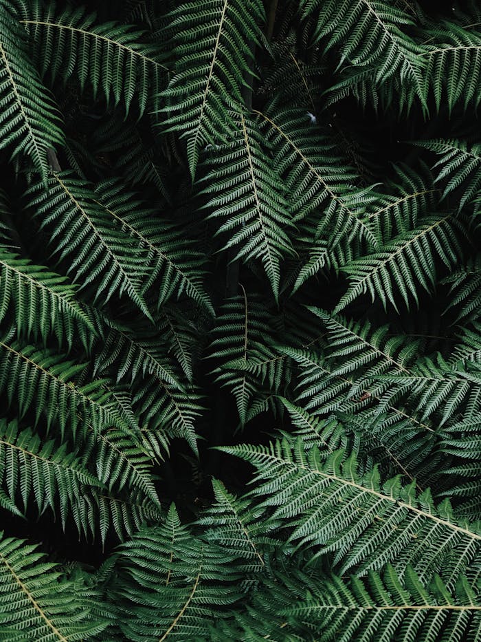 service-02 Close-up of lush green fern fronds displaying an intricate natural pattern, perfect for nature backgrounds.