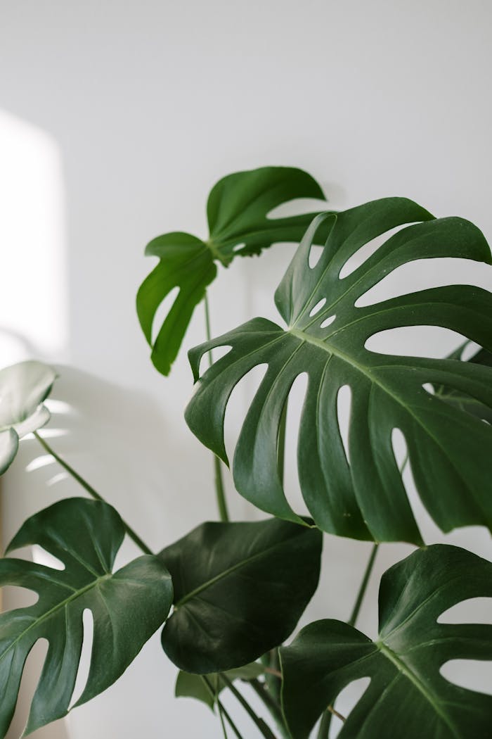 who-we-are Bright image of Monstera Deliciosa leaves with sunlight indoors, creating a modern aesthetic.
